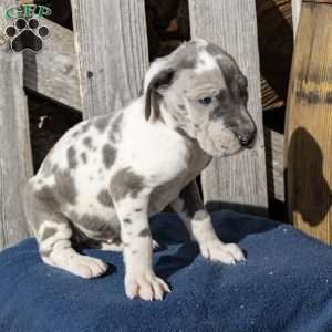 Hopeful, Great Dane Puppy